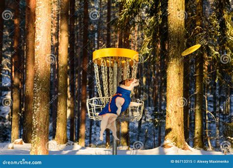 Dog Playing Ultimate Game at Disc Golf Park Stock Image - Image of ...