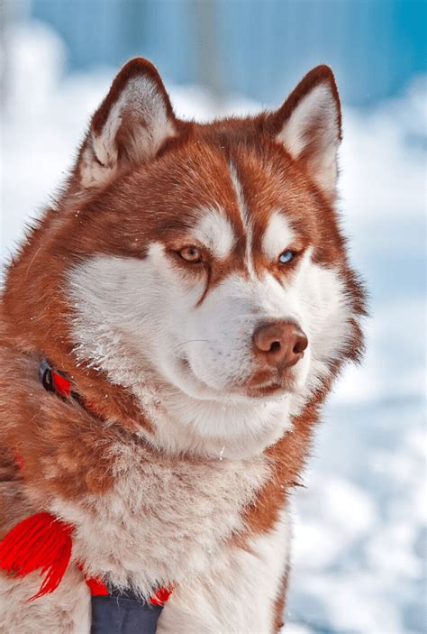 Red Husky - Breed Facts And Complete Guide - Animal Corner