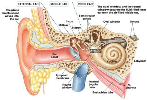 Parts Of The Ear And Their Functions