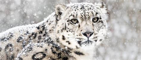 Snow Leopard - A-Z Animals