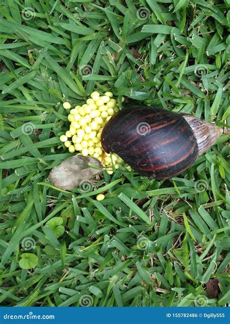 Giant African Snail Laying Eggs Stock Photo - Image of fulica, name ...