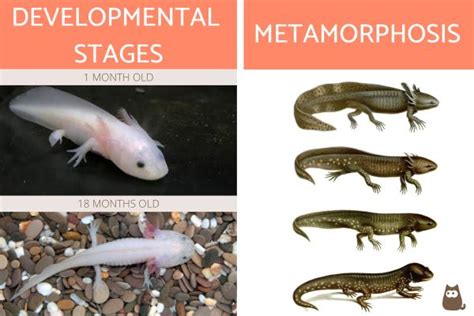 Axolotl Reproduction - Mating, Developmental Stages and Metamorphosis