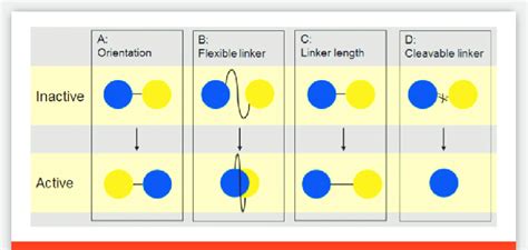 Fusion protein design parameters. | Download Scientific Diagram