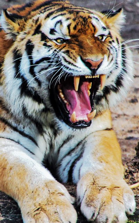 Tiger Roar Sound Animal Mobile Wallpaper - Mobile Wallpaper | Cute ...