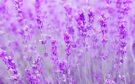 Spring, purple flowers, meadow wallpaper | Flower wallpaper, Purple ...