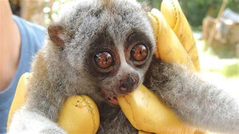 Slow Loris Conservation in Vietnam | The Kid Should See This