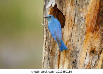 Mountain Bluebird Perched His Nest Cavity Stock Photo 1019680186 ...