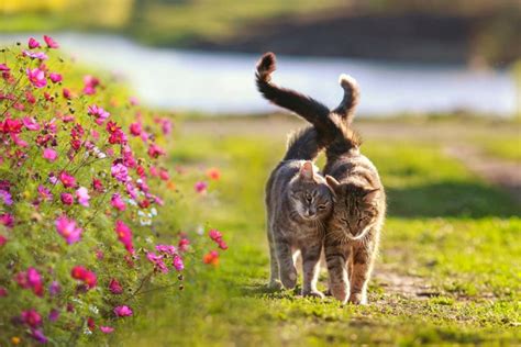 Natural Pain Relief for Cats: Real Remedies vs. Myths | AskVet