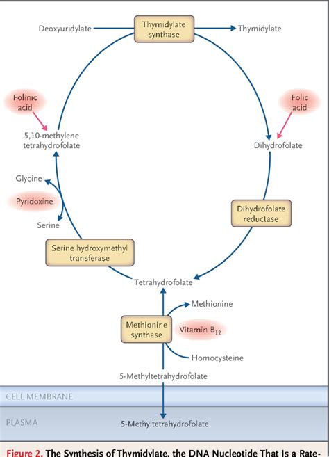 [PDF] Drug-Induced Megaloblastic Anemia. | Semantic Scholar