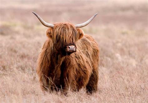 Highland Cattle | The Life of Animals