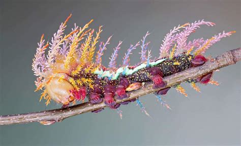 Saturniidae Moth's Caterpillar remarkable | SportHumors