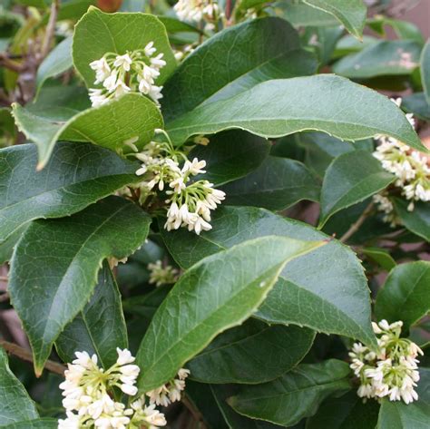 Fragrant Osmanthus Tea Olive - 3 gallon container – Lots of Plants