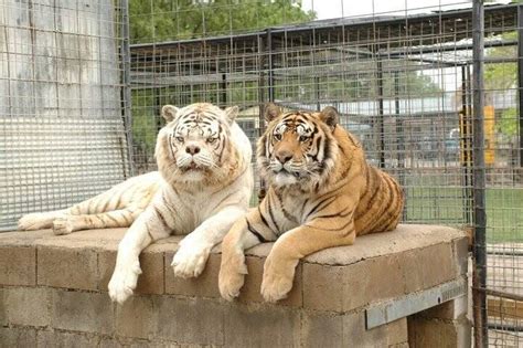 The Tragedy Of Kenny, The Supposed White Tiger With Down Syndrome