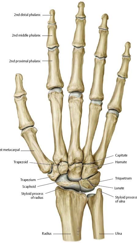 Right Anterior Hand Bones