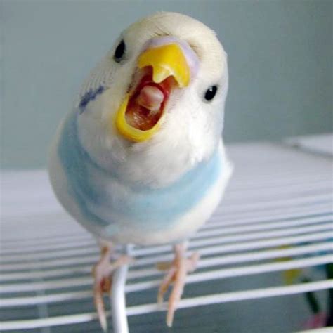 Angry Budgie | Budgies, Pet birds, Cute animals