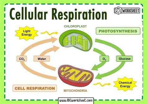 Cellular Respiration Diagram Worksheet - Printable Word Searches