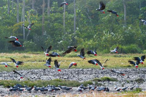 Fighting for African Grey Parrots | World Parrot Trust