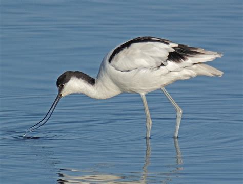 Avocet | Animal Wildlife