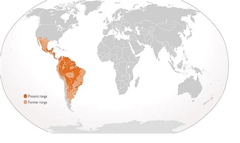 Where Do Jaguars Live? - WorldAtlas.com