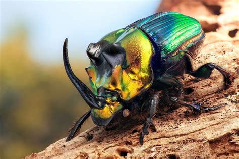 Imperator | Rhino beetle, Insects, Beetle insect