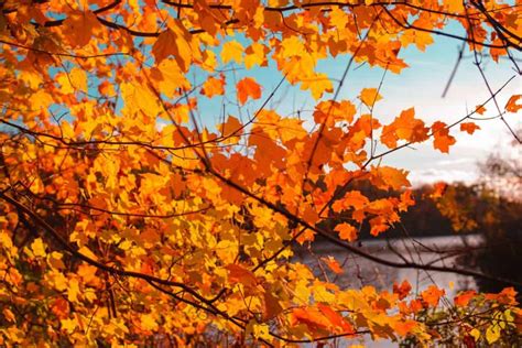 Pennsylvania Fall Foliage 2021: When To See Fall's Best Colors