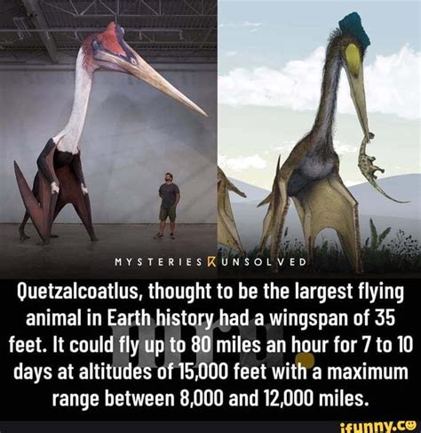 MYSTERIESKUNSOLVED Quetzalcoatlus, thought to be the largest flying ...