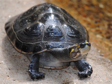 Yellow-spotted Amazon River Turtle | Alexandria Zoo