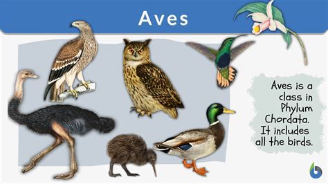 Aves Animals