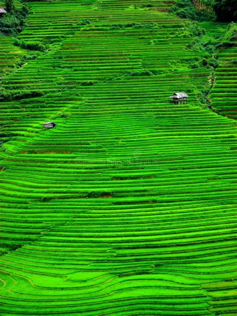 Rice Terraces in Mu Cang Chai, Vietnam Stock Image - Image of ...