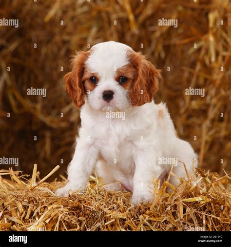 Cavalier King Charles Spaniel, puppy, blenheim, 7 weeks |Cavalier King ...