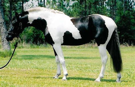 Pinto Horse Coat White Pattern | The Equinest