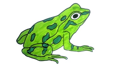 Drawing Frog Easy | OmahlogDD