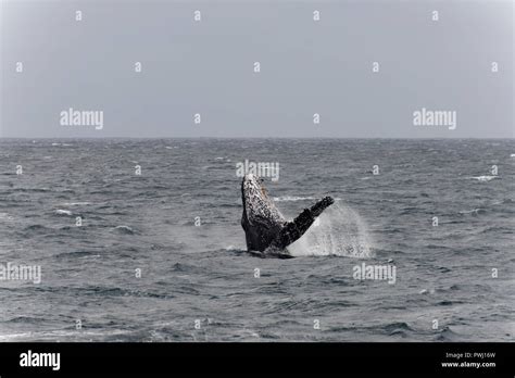 Humpback Whale Jump Stock Photo - Alamy