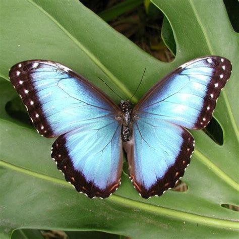 Blue Morpho Butterfly | Rainforest Alliance