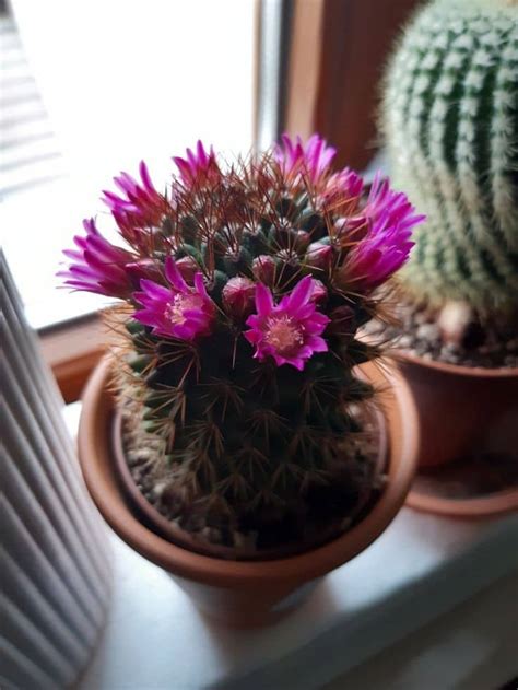 Cactus Flowering - The Flower Bar