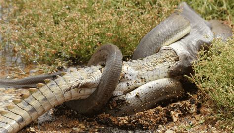 Incredible photos capture the moment a python devours a full crocodile ...