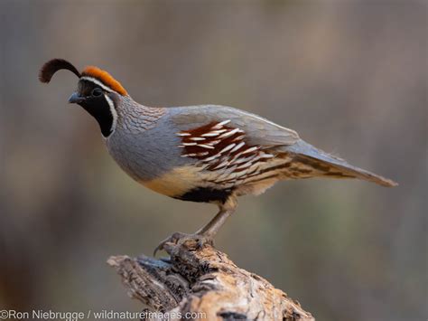 Gambel's Quail | Marana, near Tucson, Arizona. | Photos by Ron Niebrugge