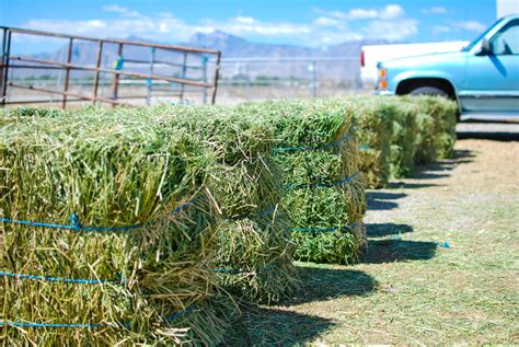 Types of Hay for Horses | Stable Management