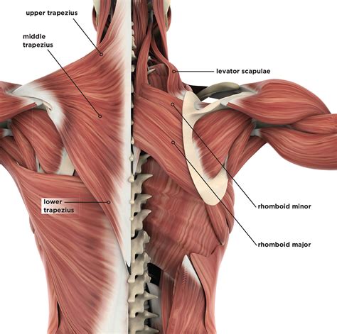 Shoulder the Load: Mechanics and Programming for Shoulders - IDEA ...