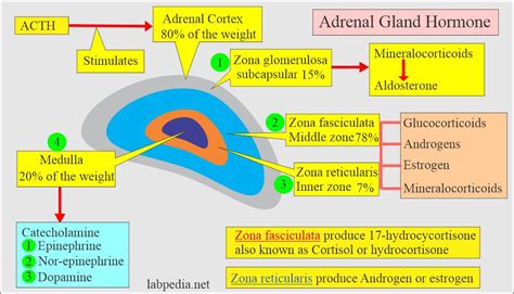 Adrenal Gland Hormones Interpretation, (Cortisol and Aldosterone ...