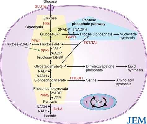 [PDF] Targeting glucose metabolism for cancer therapy | Semantic Scholar