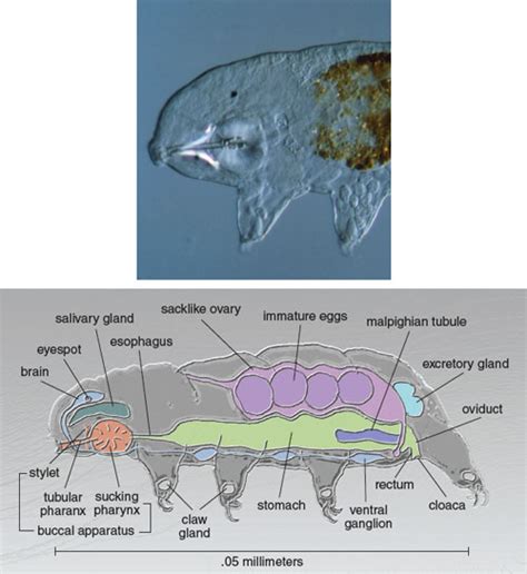 Tardigrades | American Scientist