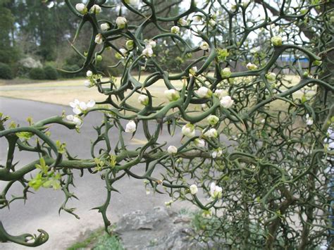 Online Plant Guide - Poncirus trifoliata 'Flying Dragon' / Flying ...