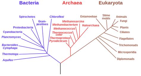 Domain (biology) - Wikipedia