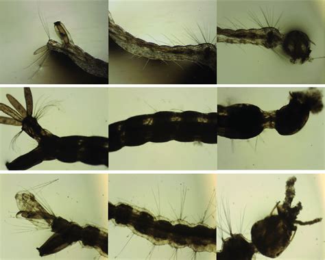 Light micrograph of Aedes aegypti larvae. Control showing no ...