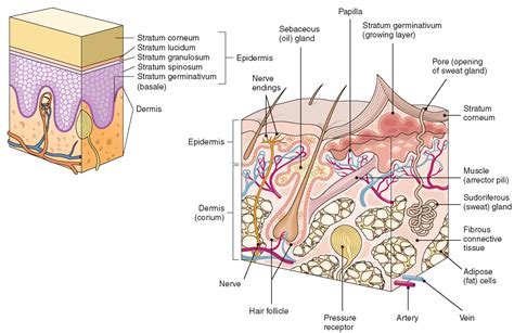 The Integumentary System (Structure and Function) (Nursing) Part 1