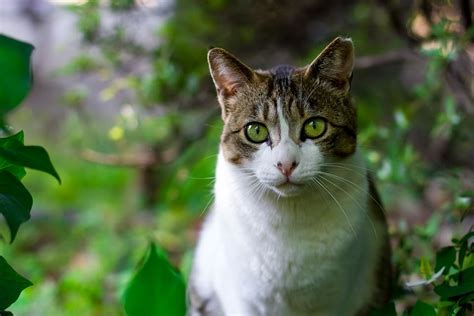 5 Misconceptions About Feral Cats