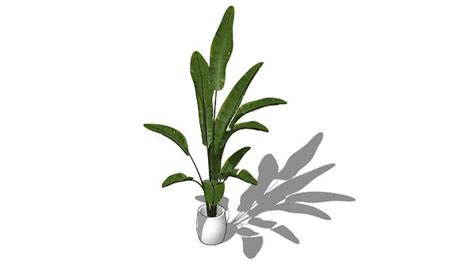 Plant3 | 3D Warehouse | Sketchup model, Indoor tree plants, Indoor ...