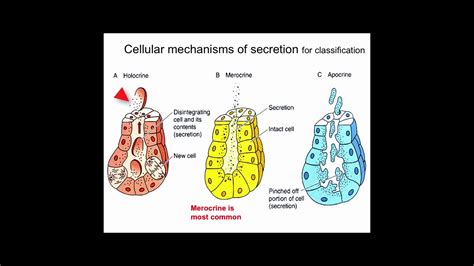 √70以上 exocrine glands meaning in marathi 177667