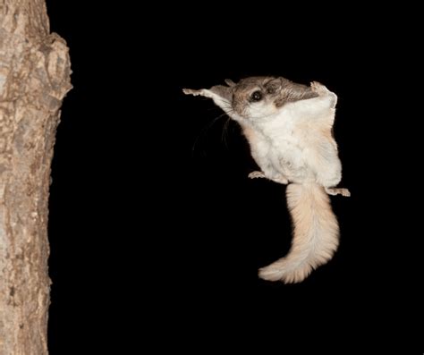 5 Facts to Know About Flying Squirrels - World Class Wildlife Removal